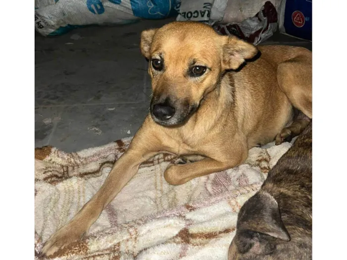 Cachorro ra a SRD-ViraLata idade 2 anos nome Sem nome