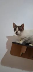 Maya Felv+