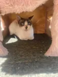 Maya Felv+