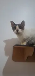 Maya Felv+