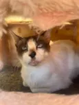 Maya Felv+