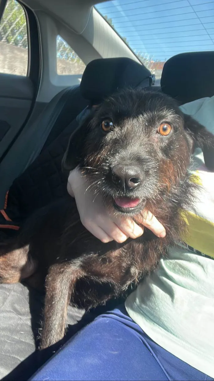 Cachorro ra a SRD-ViraLata idade 2 anos nome LUA