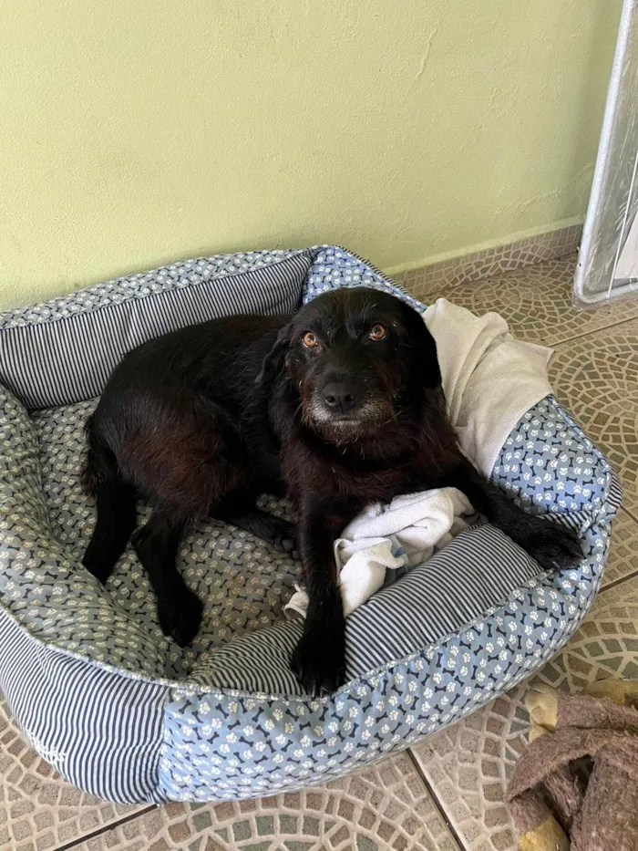 Cachorro ra a SRD-ViraLata idade 2 anos nome LUA