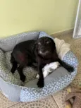LUA
