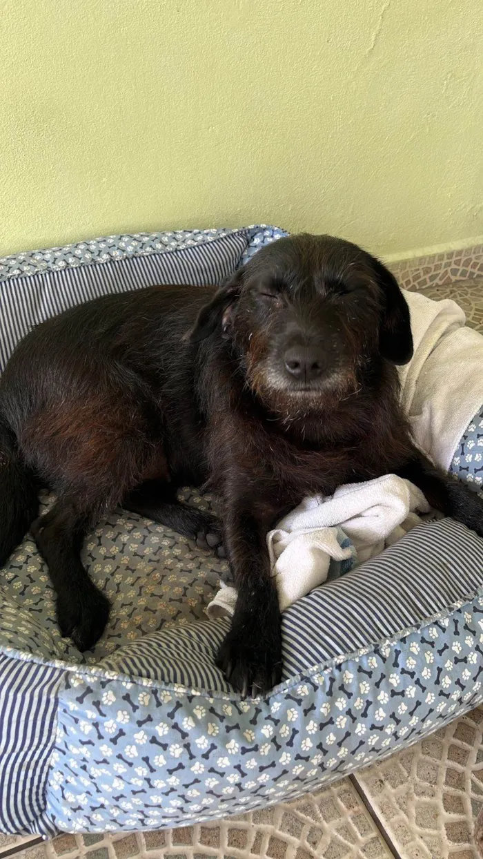 Cachorro ra a SRD-ViraLata idade 2 anos nome LUA