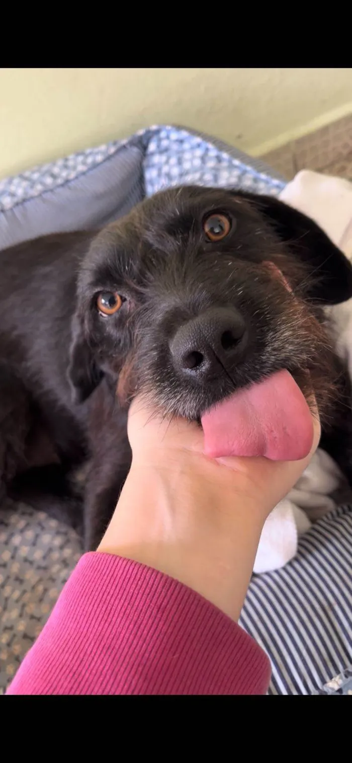 Cachorro ra a SRD-ViraLata idade 2 anos nome LUA