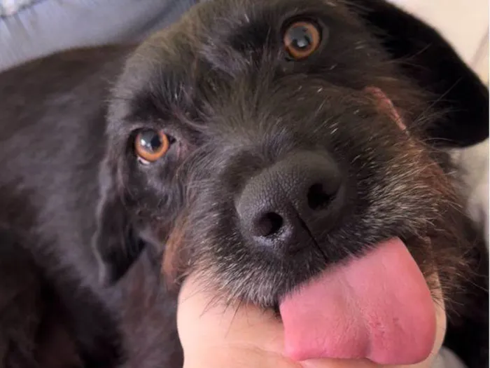 Cachorro ra a SRD-ViraLata idade 2 anos nome LUA