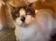 Maya Felv+