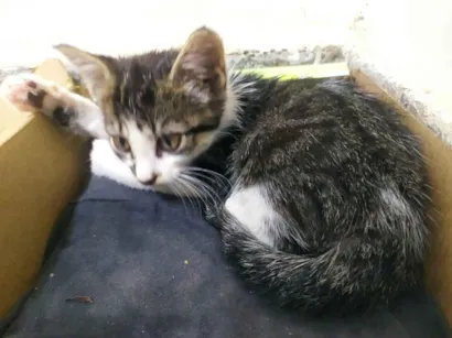 Gato raça SRD-ViraLata idade Abaixo de 2 meses nome Vênus