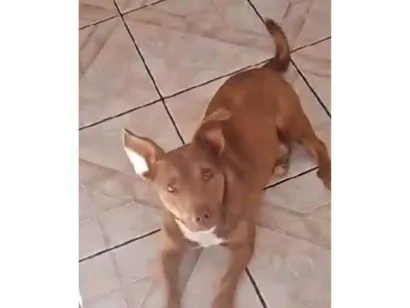 Cachorro raça SRD-ViraLata idade 6 ou mais anos nome Sadan