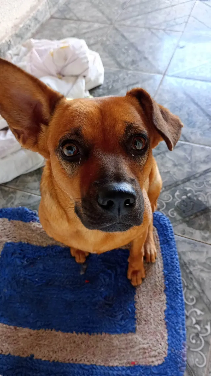 Cachorro ra a Vira lata  idade 2 a 6 meses nome Não atende por nomes