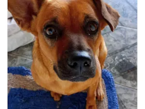 Cachorro raça Vira lata  idade 2 a 6 meses nome Não atende por nomes