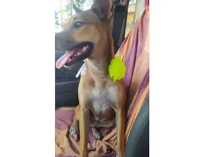 Cachorro raça SRD-ViraLata idade 1 ano nome Kasinha