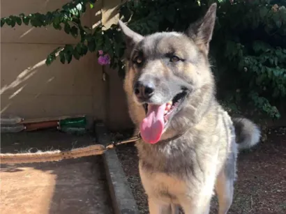 Cachorro raça Husky Siberiano/ Pastor idade 6 ou mais anos nome Romeo