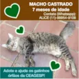 Tigrinho