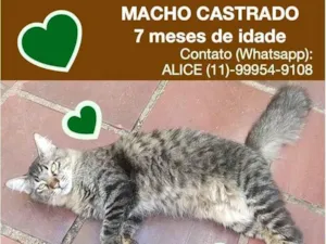 Gato raça SRD-ViraLata idade 7 a 11 meses nome Tigrinho 