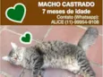 Tigrinho