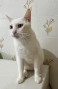 Nitinho