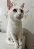 Nitinho