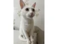 Nitinho