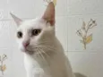 Nitinho