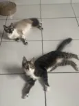 Branquinha e luk