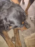 Meg e Zeus
