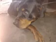 Meg e Zeus