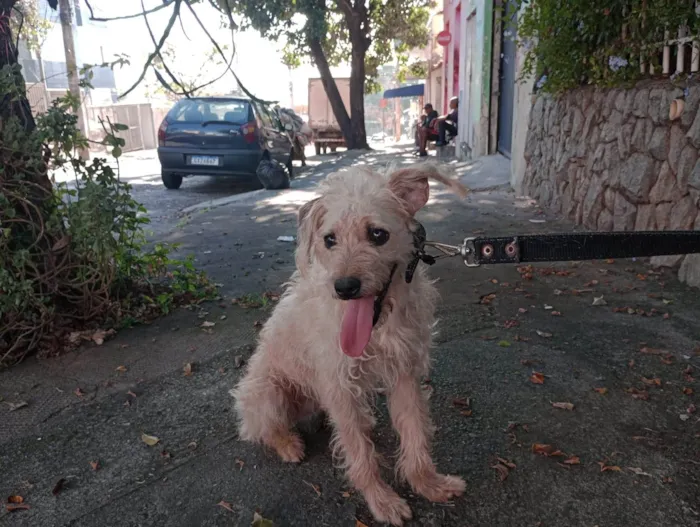 Cachorro ra a SRD-ViraLata idade 2 anos nome Benjamim