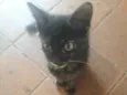 Miau-Dota