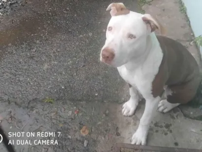 Cachorro raça Pit-Bull idade 2 anos nome Budy