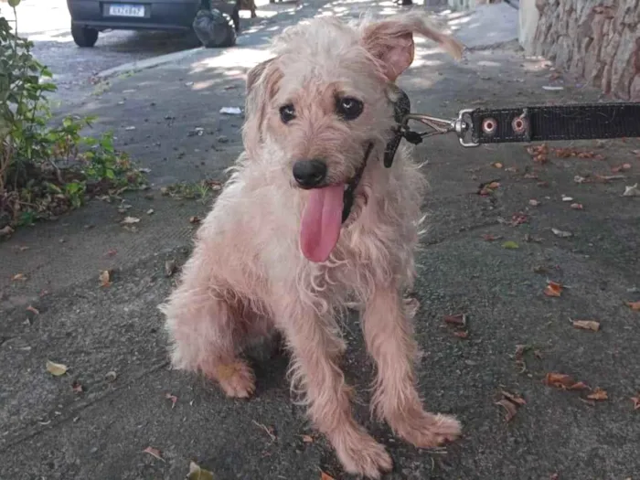 Cachorro ra a SRD-ViraLata idade 2 anos nome Benjamim