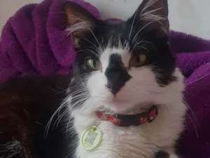 Gato raça Pelo curto brasileiro  idade 3 anos nome JUNIOR