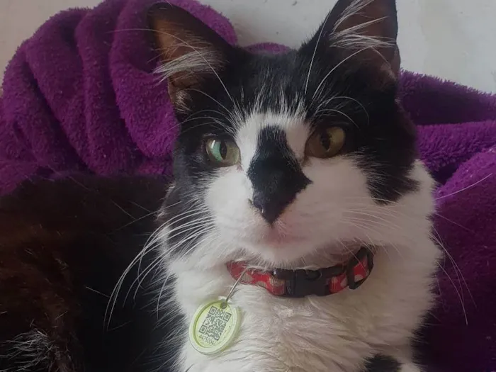 Gato ra a Pelo curto brasileiro  idade 3 anos nome JUNIOR