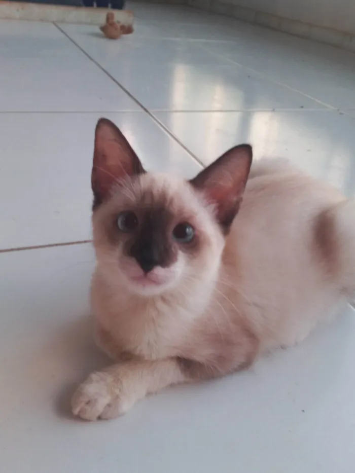 Gato ra a SRD-ViraLata idade 2 a 6 meses nome Rubi