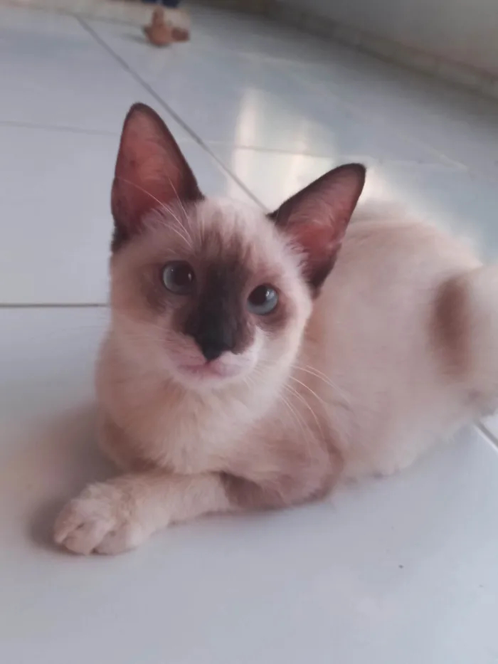 Gato ra a SRD-ViraLata idade 2 a 6 meses nome Rubi