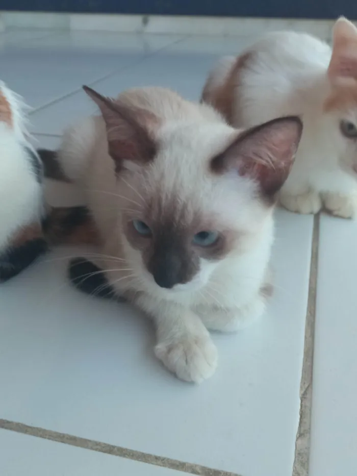 Gato ra a SRD-ViraLata idade 2 a 6 meses nome Rubi