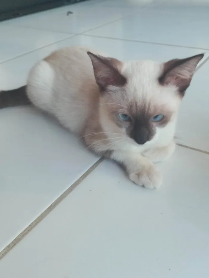 Gato ra a SRD-ViraLata idade 2 a 6 meses nome Rubi