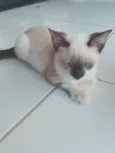 Rubi