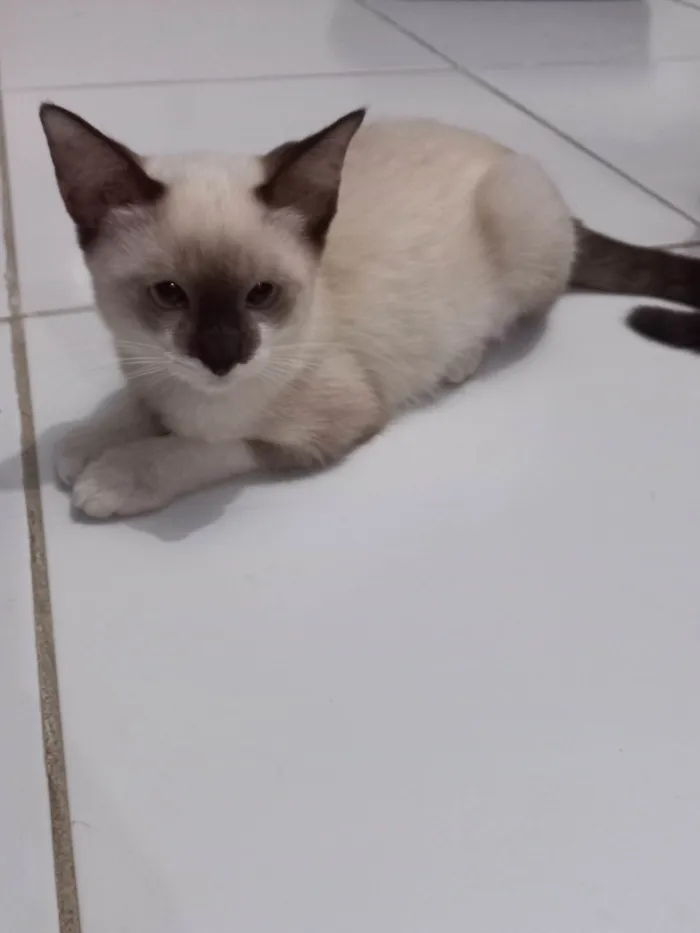 Gato ra a SRD-ViraLata idade 2 a 6 meses nome Rubi