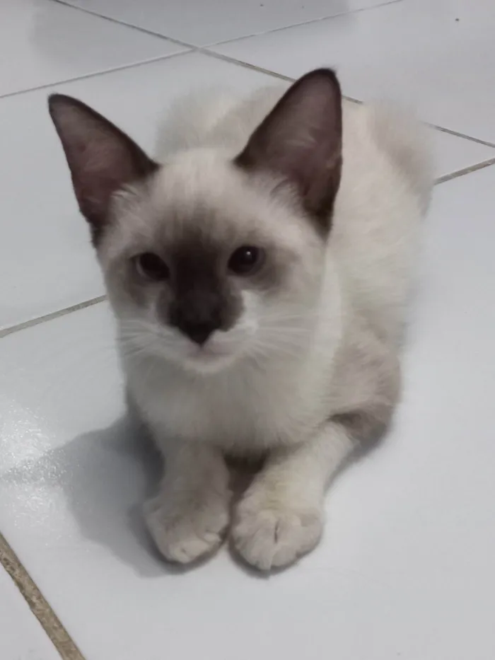 Gato ra a SRD-ViraLata idade 2 a 6 meses nome Rubi
