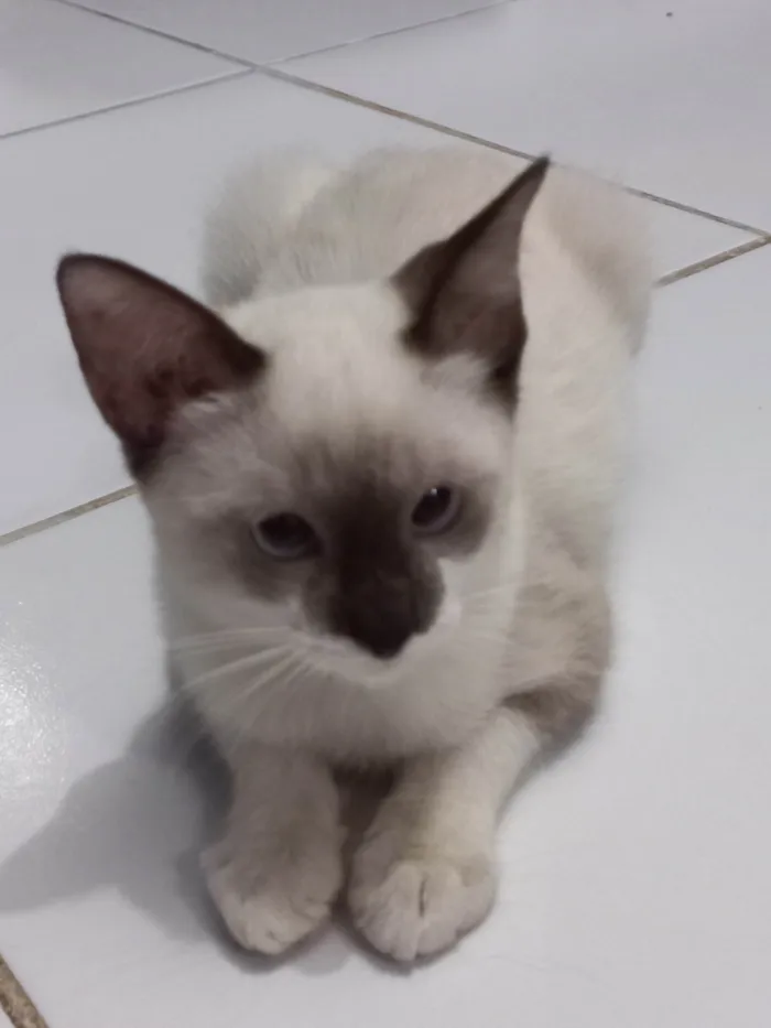 Gato ra a SRD-ViraLata idade 2 a 6 meses nome Rubi