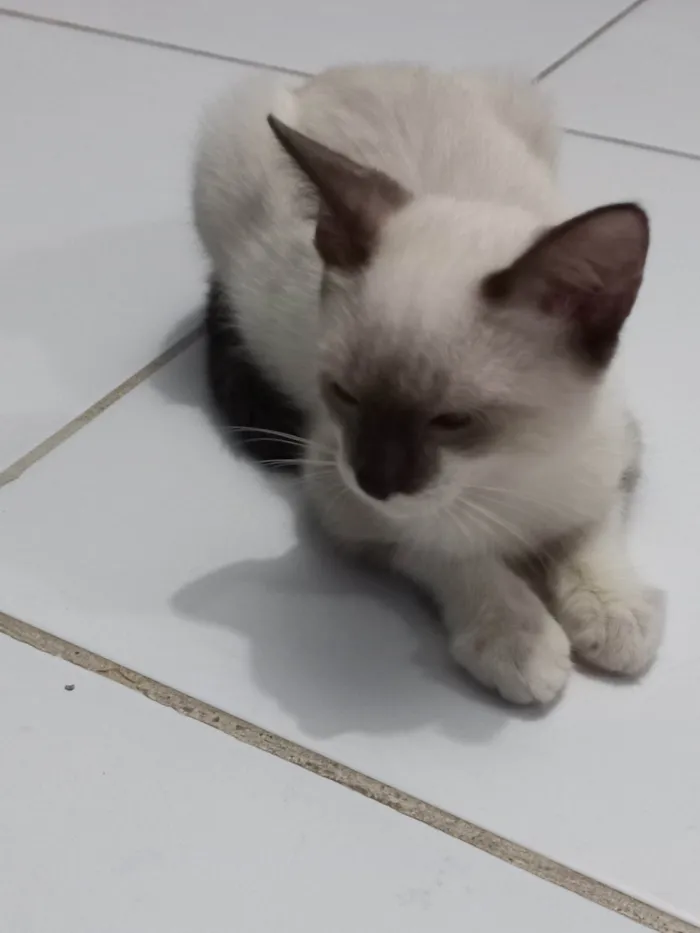 Gato ra a SRD-ViraLata idade 2 a 6 meses nome Rubi