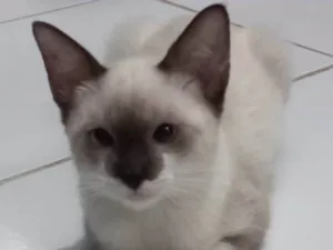 Gato raça SRD-ViraLata idade 2 a 6 meses nome Rubi