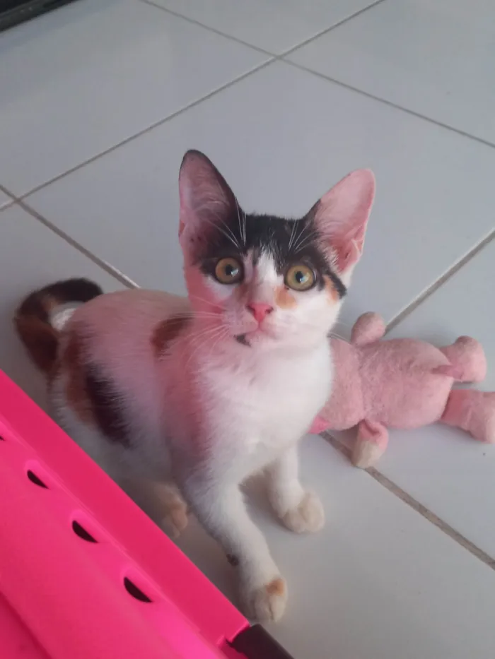 Gato ra a SRD-ViraLata idade 2 a 6 meses nome Safira