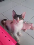 Safira