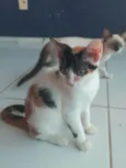 Safira