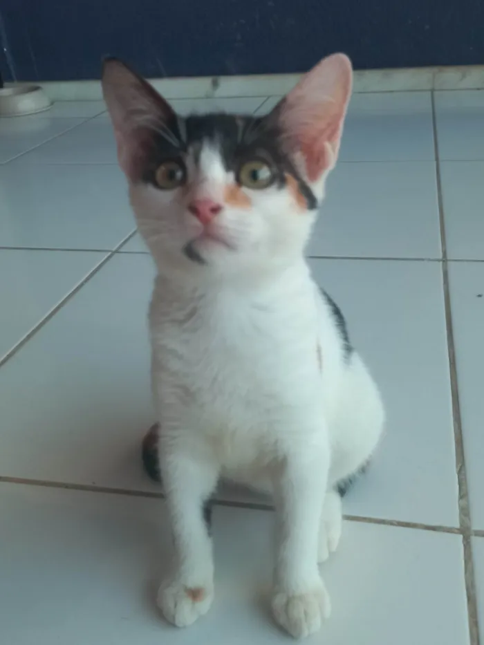 Gato ra a SRD-ViraLata idade 2 a 6 meses nome Safira