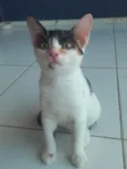 Safira