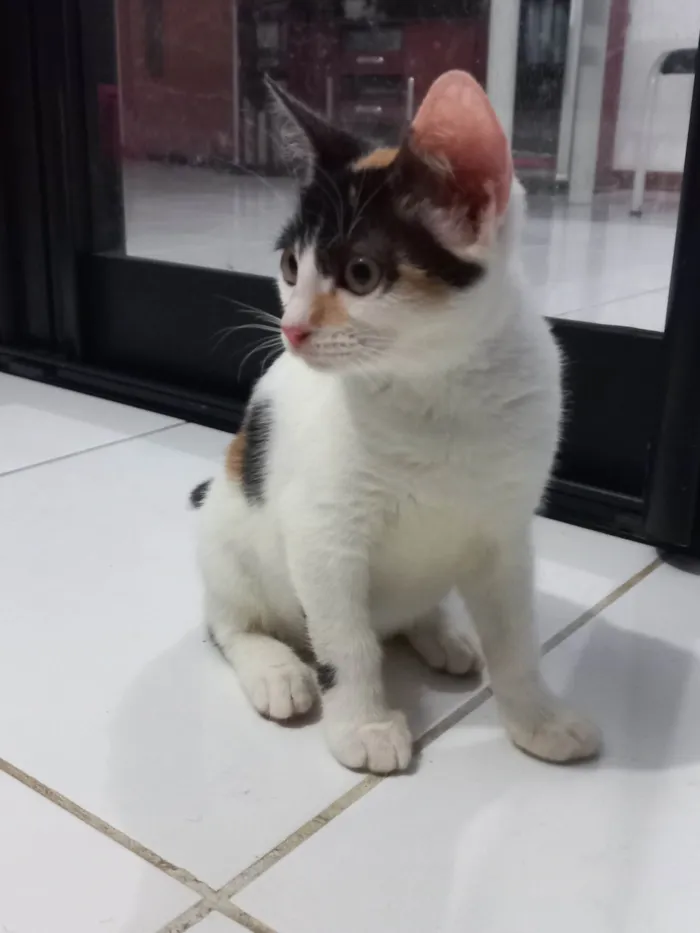 Gato ra a SRD-ViraLata idade 2 a 6 meses nome Safira